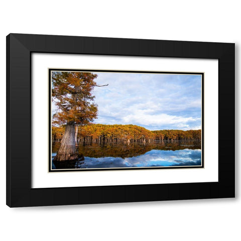 Bald cypress forest- Caddo Lake- Texas Black Modern Wood Framed Art Print with Double Matting by Ditto, Larry