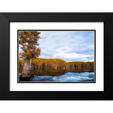 Bald cypress forest- Caddo Lake- Texas Black Modern Wood Framed Art Print with Double Matting by Ditto, Larry