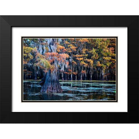 Bald cypress in fall color Black Modern Wood Framed Art Print with Double Matting by Ditto, Larry