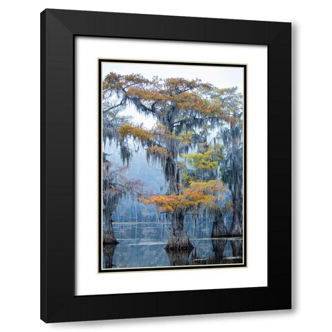Bald cypress in fall color Black Modern Wood Framed Art Print with Double Matting by Ditto, Larry