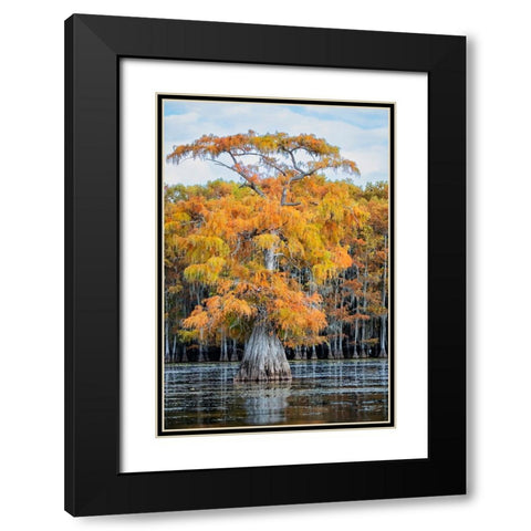 Bald cypress in autumn color Black Modern Wood Framed Art Print with Double Matting by Ditto, Larry