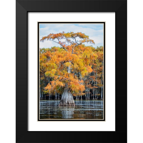 Bald cypress in autumn color Black Modern Wood Framed Art Print with Double Matting by Ditto, Larry