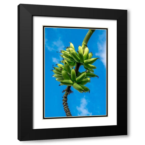 Bunch of bananas on tree Black Modern Wood Framed Art Print with Double Matting by Engelbrecht, Lisa S.