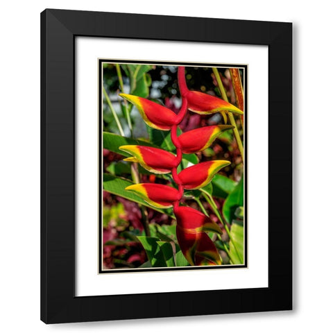 Heliconia Black Modern Wood Framed Art Print with Double Matting by Engelbrecht, Lisa S.