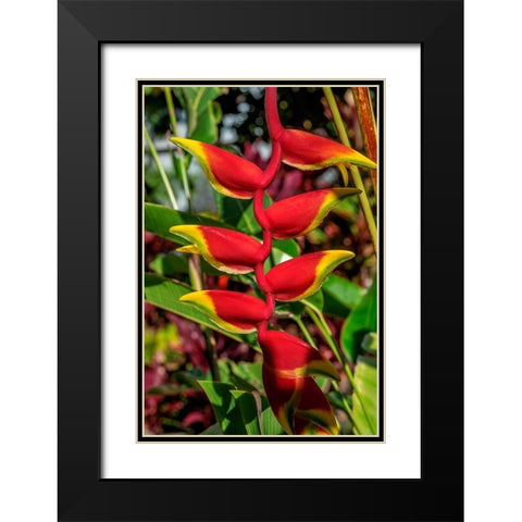 Heliconia Black Modern Wood Framed Art Print with Double Matting by Engelbrecht, Lisa S.