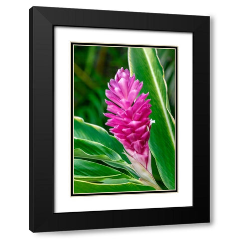 Pink Ginger plant Black Modern Wood Framed Art Print with Double Matting by Engelbrecht, Lisa S.