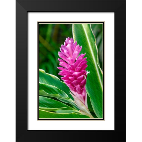 Pink Ginger plant Black Modern Wood Framed Art Print with Double Matting by Engelbrecht, Lisa S.