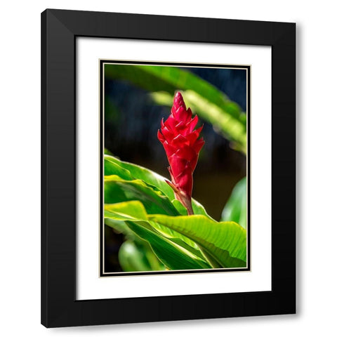 Red Ginger plant Black Modern Wood Framed Art Print with Double Matting by Engelbrecht, Lisa S.