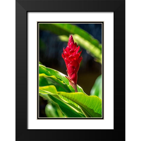 Red Ginger plant Black Modern Wood Framed Art Print with Double Matting by Engelbrecht, Lisa S.