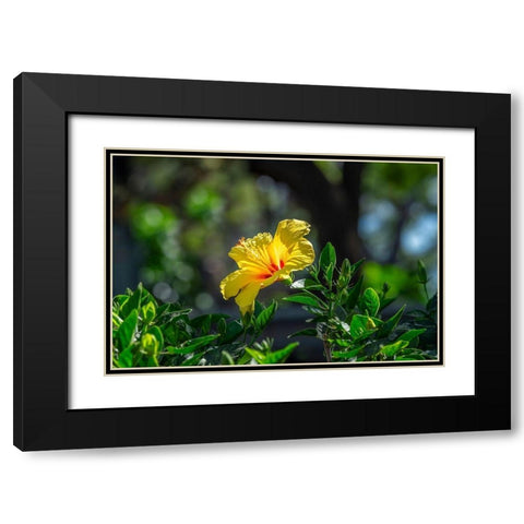 Yellow Hibiscus Black Modern Wood Framed Art Print with Double Matting by Engelbrecht, Lisa S.
