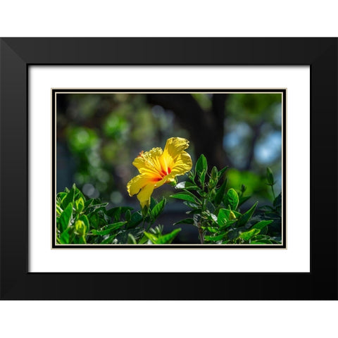 Yellow Hibiscus Black Modern Wood Framed Art Print with Double Matting by Engelbrecht, Lisa S.