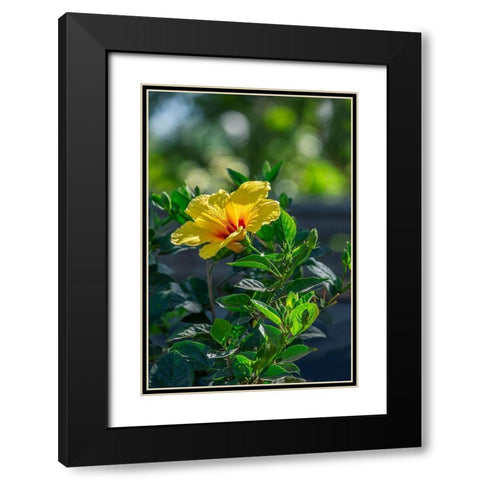 Yellow Hibiscus Black Modern Wood Framed Art Print with Double Matting by Engelbrecht, Lisa S.