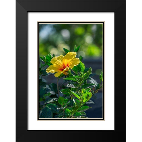 Yellow Hibiscus Black Modern Wood Framed Art Print with Double Matting by Engelbrecht, Lisa S.