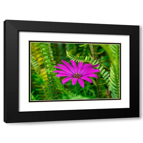 African daisy Black Modern Wood Framed Art Print with Double Matting by Engelbrecht, Lisa S.