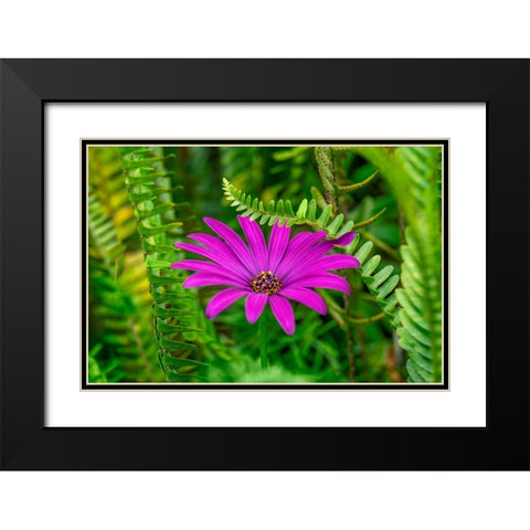 African daisy Black Modern Wood Framed Art Print with Double Matting by Engelbrecht, Lisa S.