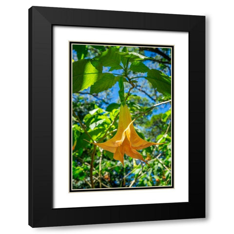 Angels Trumpet flower Black Modern Wood Framed Art Print with Double Matting by Engelbrecht, Lisa S.