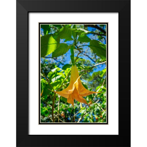 Angels Trumpet flower Black Modern Wood Framed Art Print with Double Matting by Engelbrecht, Lisa S.