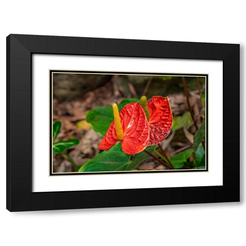 Anthurium Black Modern Wood Framed Art Print with Double Matting by Engelbrecht, Lisa S.