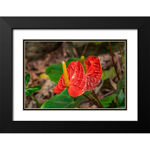Anthurium Black Modern Wood Framed Art Print with Double Matting by Engelbrecht, Lisa S.
