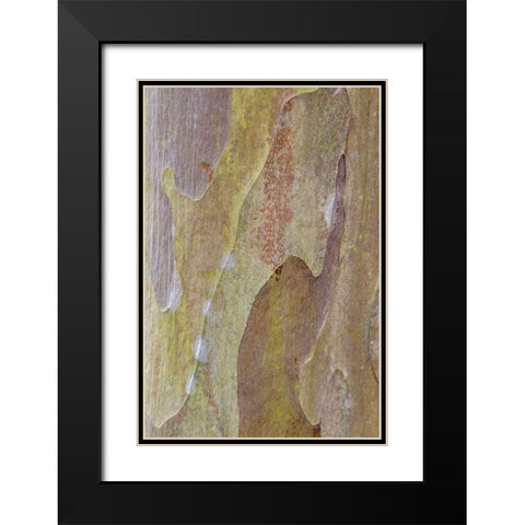 Bark of Crape Myrtle tree Black Modern Wood Framed Art Print with Double Matting by Engelbrecht, Lisa S.