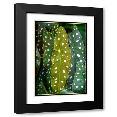 Begonia Maculata-Polka dot Begonia Black Modern Wood Framed Art Print with Double Matting by Engelbrecht, Lisa S.