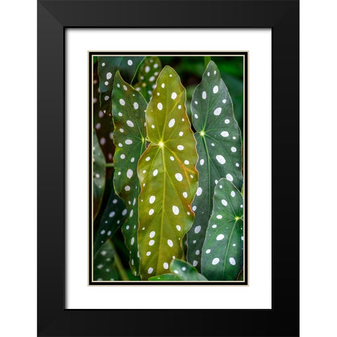 Begonia Maculata-Polka dot Begonia Black Modern Wood Framed Art Print with Double Matting by Engelbrecht, Lisa S.