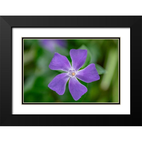Bigleaf Periwinkle Black Modern Wood Framed Art Print with Double Matting by Engelbrecht, Lisa S.