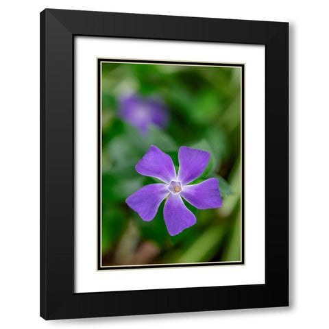 Bigleaf Periwinkle Black Modern Wood Framed Art Print with Double Matting by Engelbrecht, Lisa S.