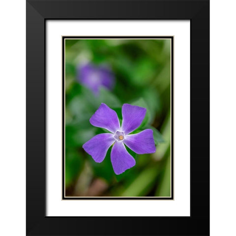 Bigleaf Periwinkle Black Modern Wood Framed Art Print with Double Matting by Engelbrecht, Lisa S.