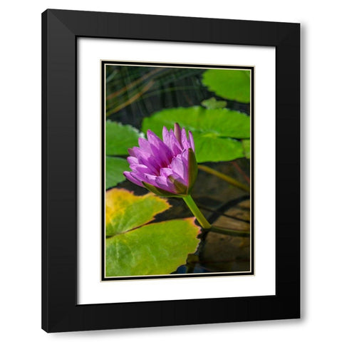 Blue Cape Water lily Black Modern Wood Framed Art Print with Double Matting by Engelbrecht, Lisa S.