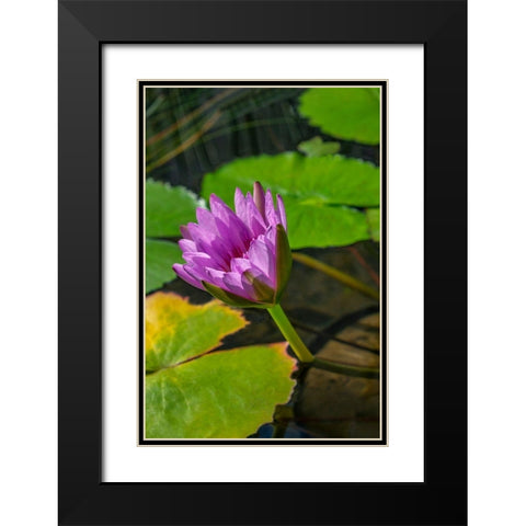 Blue Cape Water lily Black Modern Wood Framed Art Print with Double Matting by Engelbrecht, Lisa S.