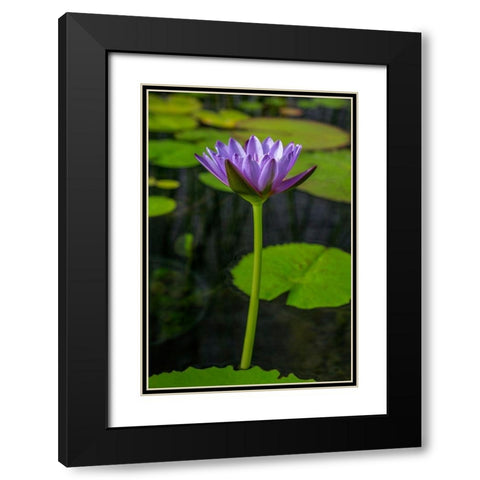 Blue Cape Water lily Black Modern Wood Framed Art Print with Double Matting by Engelbrecht, Lisa S.