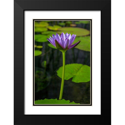 Blue Cape Water lily Black Modern Wood Framed Art Print with Double Matting by Engelbrecht, Lisa S.