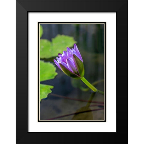 Blue Cape Water lily Black Modern Wood Framed Art Print with Double Matting by Engelbrecht, Lisa S.