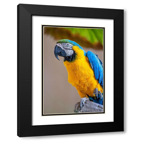 Blue-and-yellow Macaw Black Modern Wood Framed Art Print with Double Matting by Engelbrecht, Lisa S.