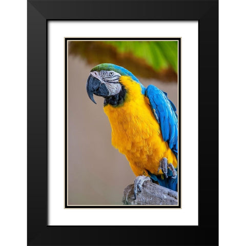 Blue-and-yellow Macaw Black Modern Wood Framed Art Print with Double Matting by Engelbrecht, Lisa S.