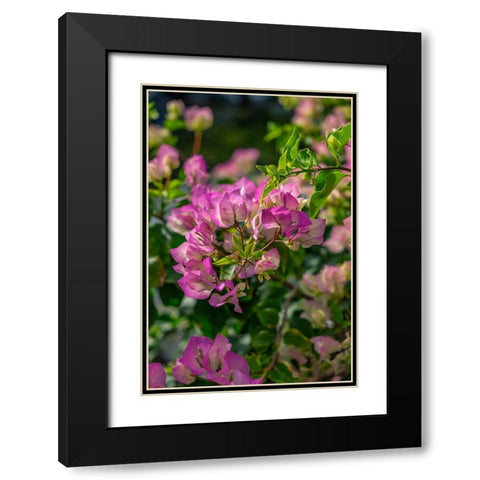 Bougainvillea Black Modern Wood Framed Art Print with Double Matting by Engelbrecht, Lisa S.