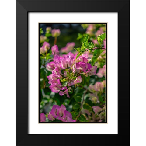 Bougainvillea Black Modern Wood Framed Art Print with Double Matting by Engelbrecht, Lisa S.