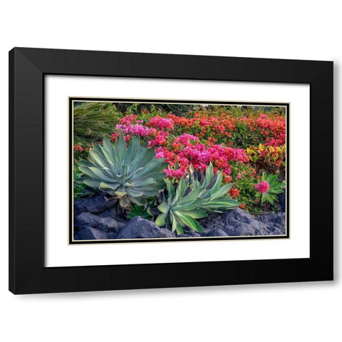 Bougainvillea in tropical garden Black Modern Wood Framed Art Print with Double Matting by Engelbrecht, Lisa S.