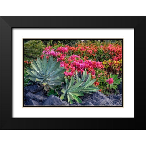 Bougainvillea in tropical garden Black Modern Wood Framed Art Print with Double Matting by Engelbrecht, Lisa S.