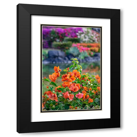 Bougainvillea in tropical garden Black Modern Wood Framed Art Print with Double Matting by Engelbrecht, Lisa S.