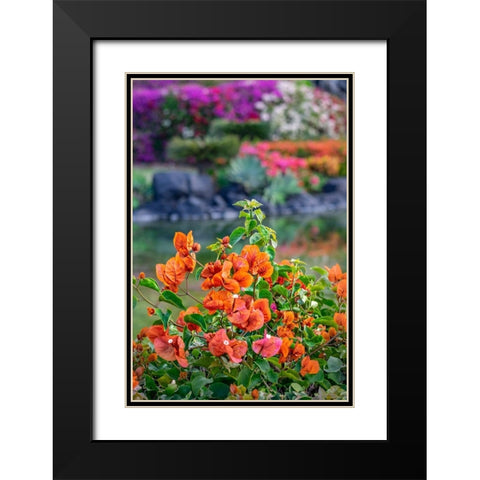 Bougainvillea in tropical garden Black Modern Wood Framed Art Print with Double Matting by Engelbrecht, Lisa S.
