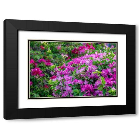 Bougainvillea in tropical garden Black Modern Wood Framed Art Print with Double Matting by Engelbrecht, Lisa S.