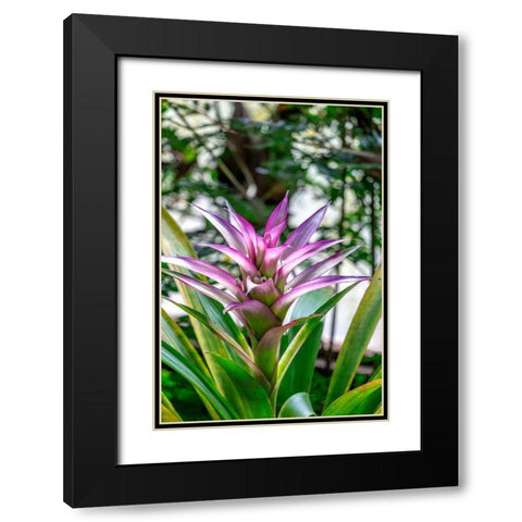 Bromeliad Black Modern Wood Framed Art Print with Double Matting by Engelbrecht, Lisa S.