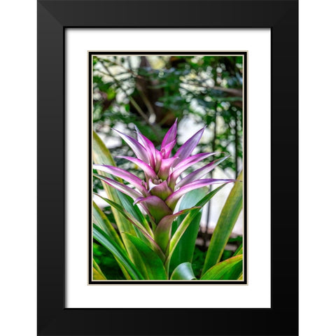Bromeliad Black Modern Wood Framed Art Print with Double Matting by Engelbrecht, Lisa S.