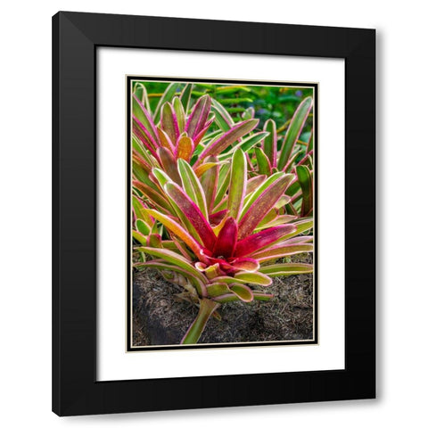 Bromeliad Black Modern Wood Framed Art Print with Double Matting by Engelbrecht, Lisa S.