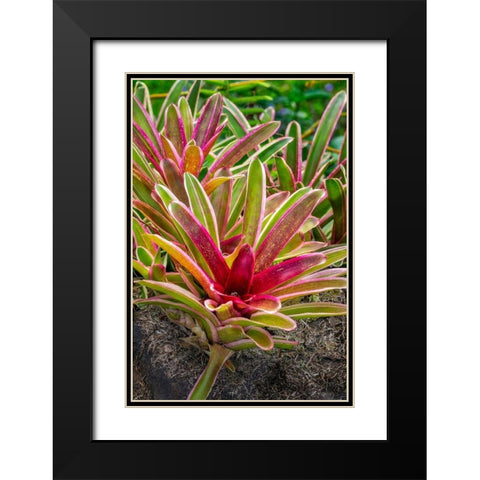 Bromeliad Black Modern Wood Framed Art Print with Double Matting by Engelbrecht, Lisa S.