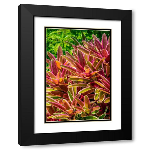 Bromeliad Black Modern Wood Framed Art Print with Double Matting by Engelbrecht, Lisa S.