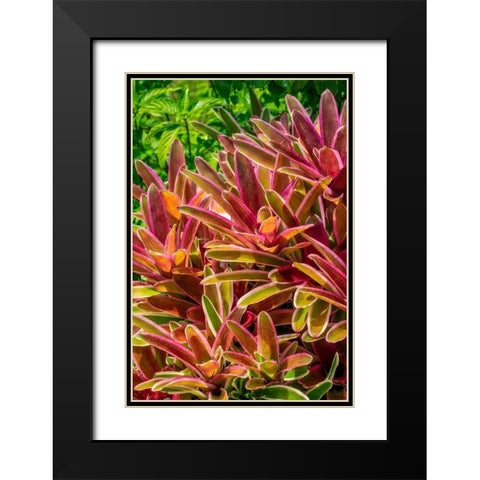 Bromeliad Black Modern Wood Framed Art Print with Double Matting by Engelbrecht, Lisa S.