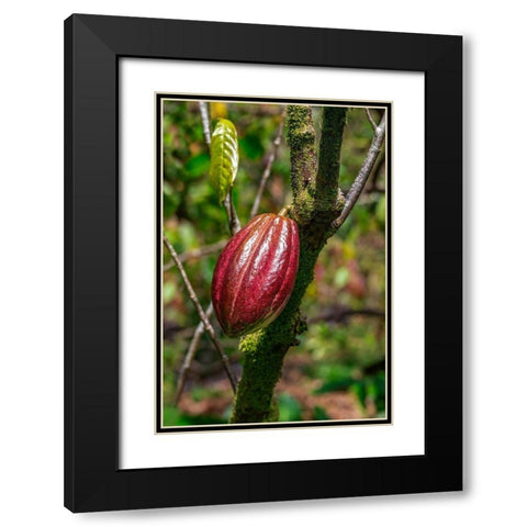 Cacao fruit Black Modern Wood Framed Art Print with Double Matting by Engelbrecht, Lisa S.